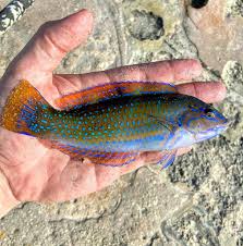 Image result for Halichoeres radiatus