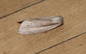 Attēlu rezultāti vaicājumam “Mythimna flammea”