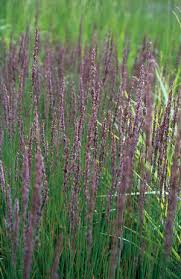 Attēlu rezultāti vaicājumam “Molinia caerulea flower”