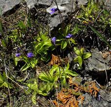 Attēlu rezultāti vaicājumam “Pinguicula vulgaris”