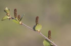 Attēlu rezultāti vaicājumam “Betula nana flower”
