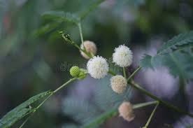 Image result for pohon semalu images