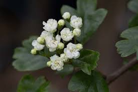 Attēlu rezultāti vaicājumam “Crataegus x macrocarpa”
