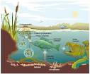 Ecosystems