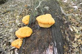 Attēlu rezultāti vaicājumam “Hapalopilus croceus”