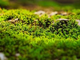 Attēlu rezultāti vaicājumam “Bryales”