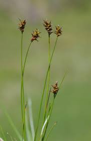 Attēlu rezultāti vaicājumam “Carex davalliana”