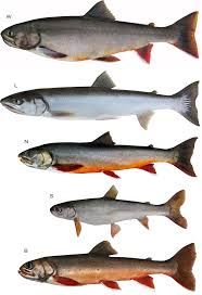 Image result for Salvelinus faroensis