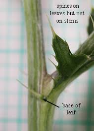 Attēlu rezultāti vaicājumam “Cirsium x rigens leaf”