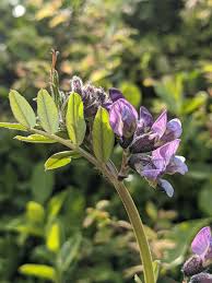 Attēlu rezultāti vaicājumam “Vicia sepium”