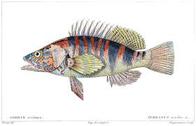 Image result for Serranus scriba