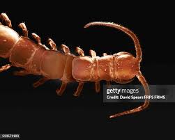 Attēlu rezultāti vaicājumam “Lithobius forficatus”