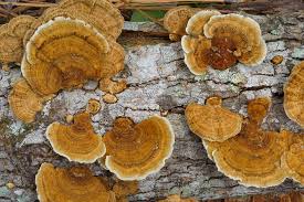 Attēlu rezultāti vaicājumam “Daedaleopsis confragosa”