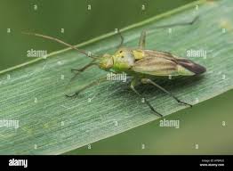 Attēlu rezultāti vaicājumam “Closterotomus biclavatus nymph”