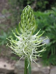 Attēlu rezultāti vaicājumam “Phyteuma spicatum bud”