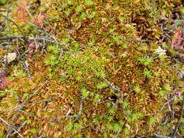 Attēlu rezultāti vaicājumam “Sphagnum austinii”