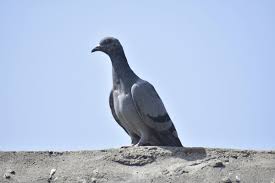 Attēlu rezultāti vaicājumam “Columba livia f. domestica”