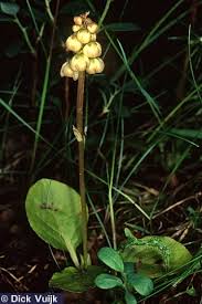 Attēlu rezultāti vaicājumam “Pyrola minor flower”
