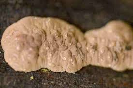 Attēlu rezultāti vaicājumam “Hypoxylon fuscum”