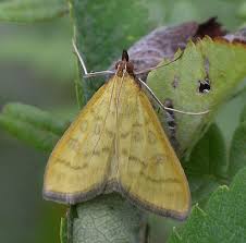Attēlu rezultāti vaicājumam “Mecyna flavalis”