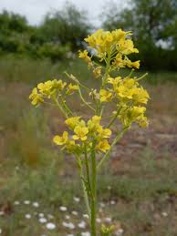 Attēlu rezultāti vaicājumam “Sisymbrium loeselii”