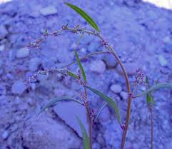 Attēlu rezultāti vaicājumam “Atriplex patula fruit”