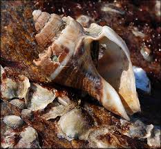 Image result for Melongena corona