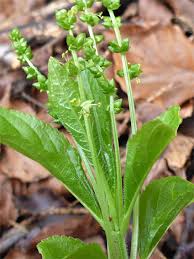 Attēlu rezultāti vaicājumam “Mercurialis perennis flower”