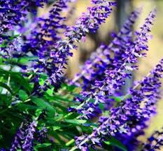 Image result for Salbei