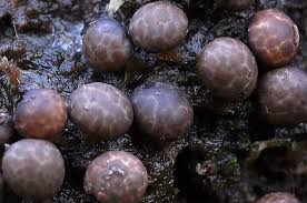 Attēlu rezultāti vaicājumam “Diderma radiatum”