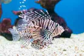 Image result for Pterois miles