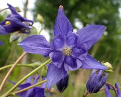 Attēlu rezultāti vaicājumam “Aquilegia vulgaris flower”
