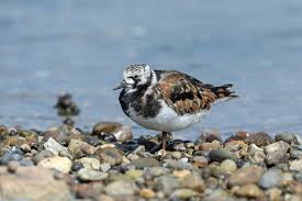 Attēlu rezultāti vaicājumam “Arenaria interpres”