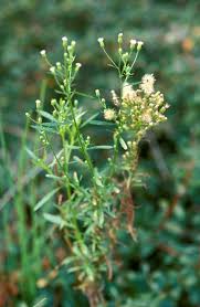 Attēlu rezultāti vaicājumam “Erigeron canadensis”