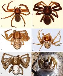 Attēlu rezultāti vaicājumam “Aranei”