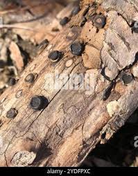 Attēlu rezultāti vaicājumam “Biscogniauxia marginata”