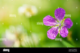 Attēlu rezultāti vaicājumam “Geranium palustre flower”
