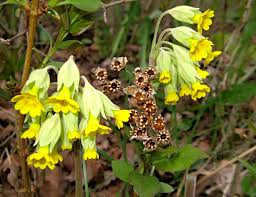 Attēlu rezultāti vaicājumam “Oenothera rubricauli”