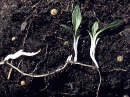 Attēlu rezultāti vaicājumam “Inula britannica bud”