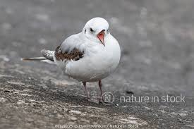 Image result for Rhodostethia rosea