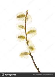 Attēlu rezultāti vaicājumam “Salix caprea fruit”