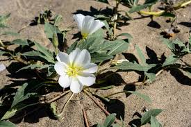 Attēlu rezultāti vaicājumam “Onagraceae”