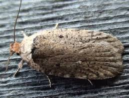 Attēlu rezultāti vaicājumam “Elachistidae”