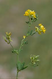 Attēlu rezultāti vaicājumam “Medicago sativa subsp. falcata bud”