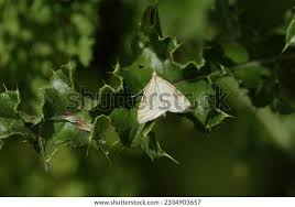 Attēlu rezultāti vaicājumam “Udea lutealis”