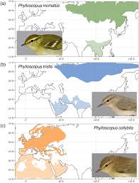 Attēlu rezultāti vaicājumam “Phylloscopus collybita adult”
