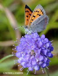 Attēlu rezultāti vaicājumam “Lycaena phlaeas male”