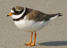 Image result for Charadrius asiaticus