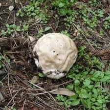Attēlu rezultāti vaicājumam “Calvatia excipuliformis”