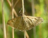 Attēlu rezultāti vaicājumam “Sitochroa verticalis”